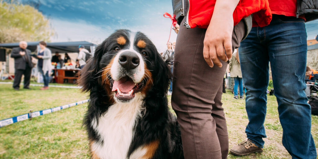 Funny Farm Dog Bernese Mountain Dog Berner Sennenhund Sitting Near Woman In Green Grass. Portrait Of Bernese Cattle Dog Shepherd Dog