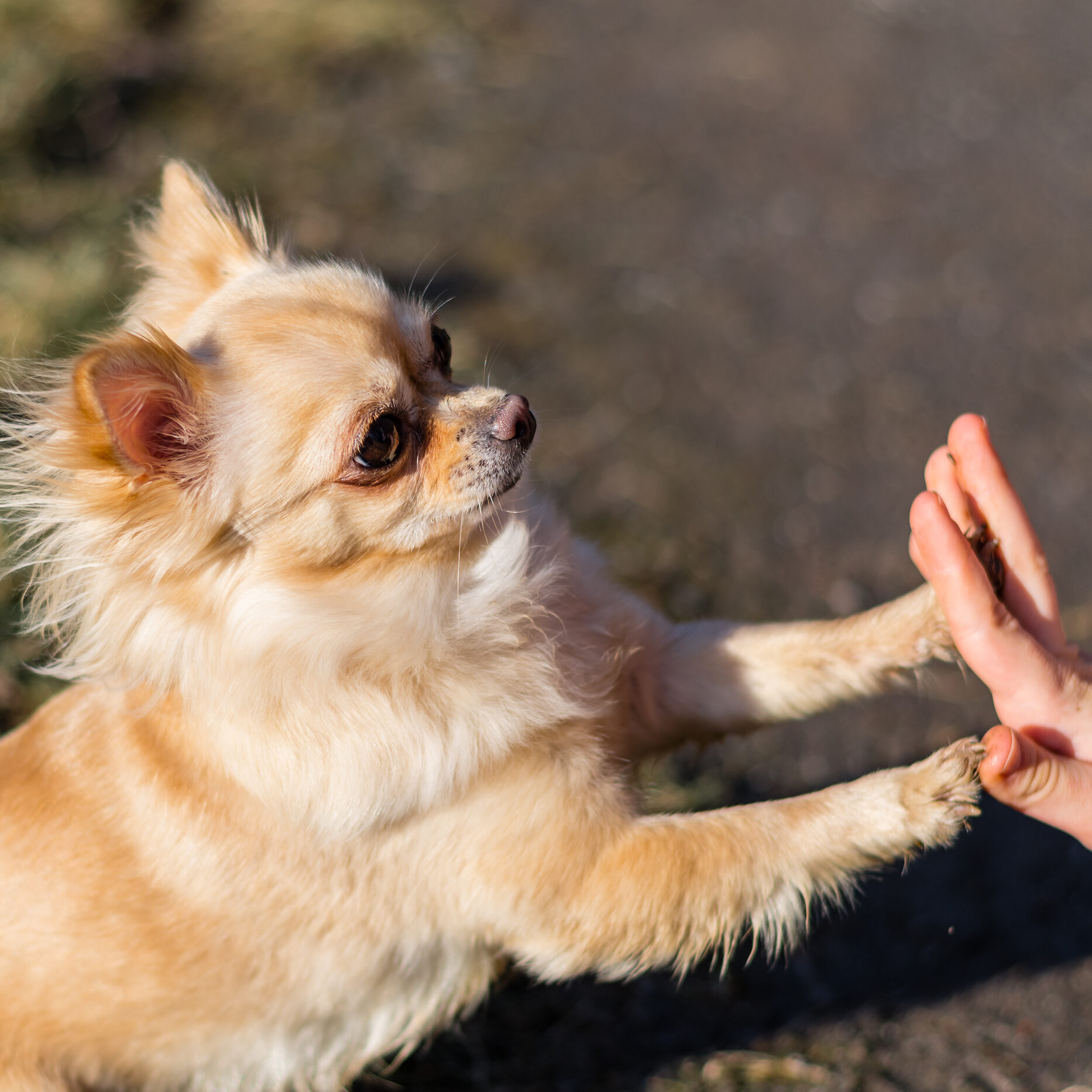 Young gril playing with her dog outside on a field. Dog is very happy. Friendship between human and dog. Dog giving a paw, high five.