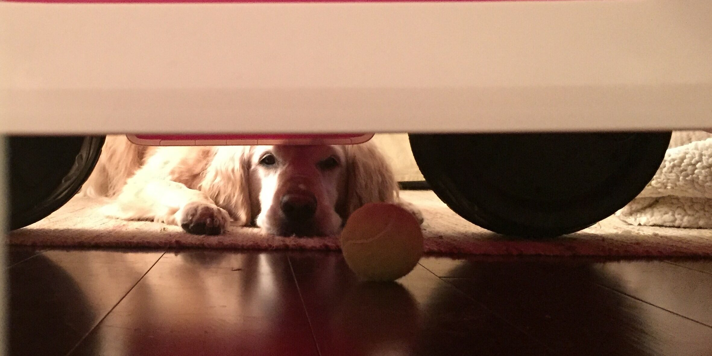 dog and ball